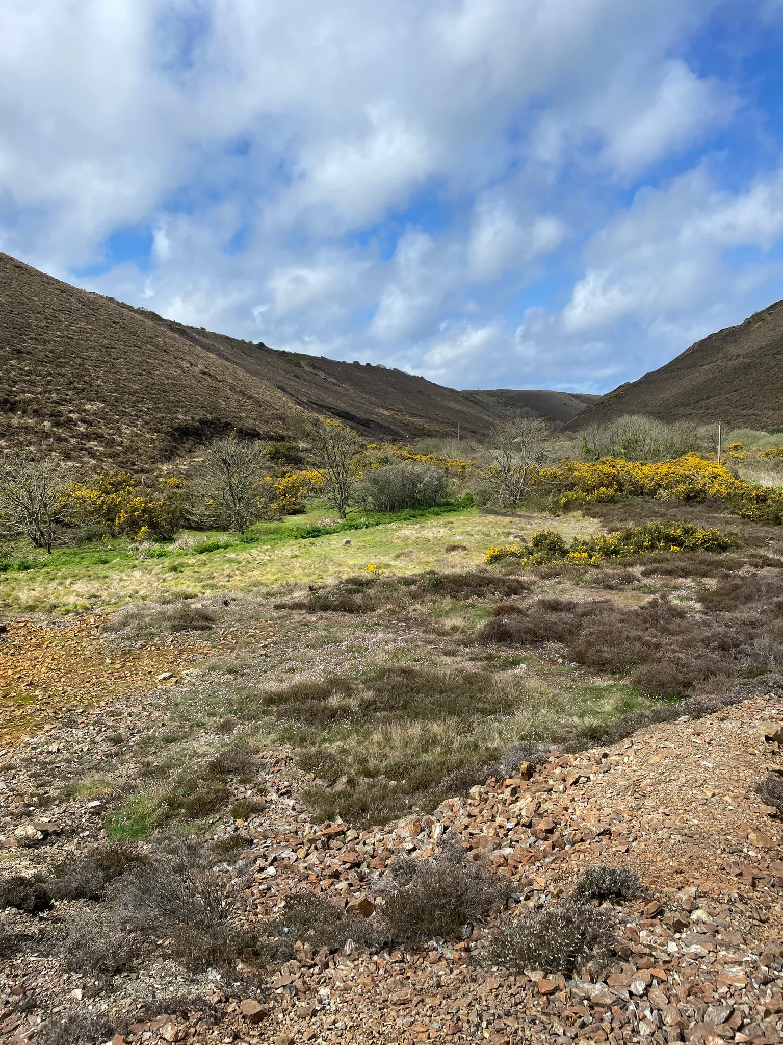 Yellow gorse in bloom on the Cornwall coastal moorland near St Agnes in spring
