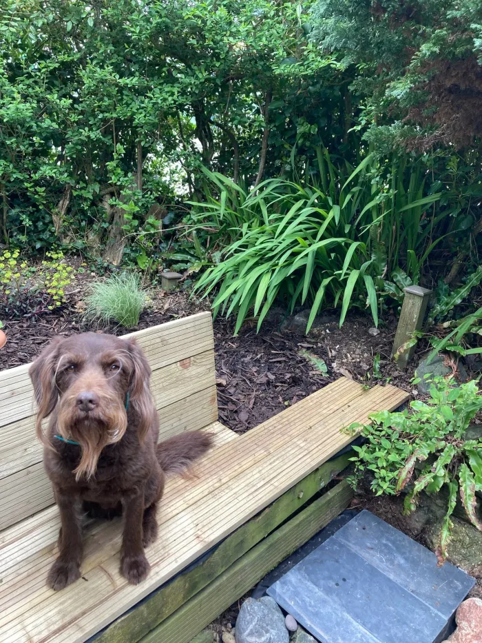 Dog relaxing in the enclosed garden